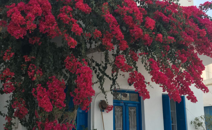la carte postale des cyclades un bougainvillier des murs blancs et le bleu - sailing cyclades