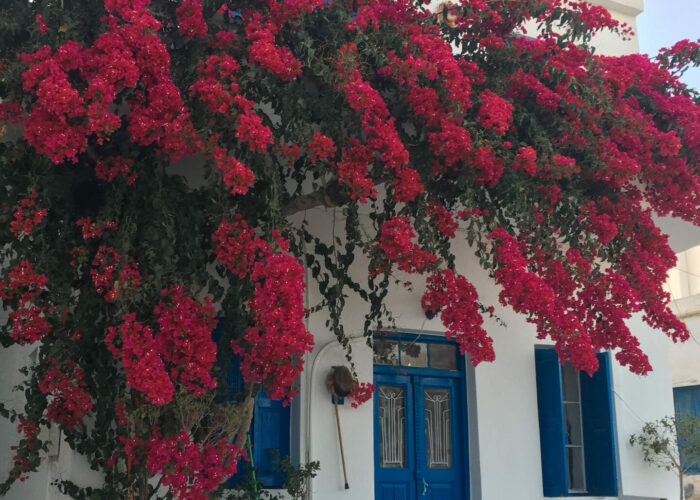 la carte postale des cyclades un bougainvillier des murs blancs et le bleu - sailing cyclades